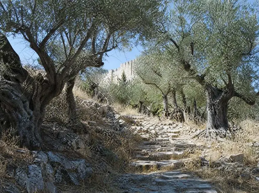 An olive grove on a dry hillside path below stone walls